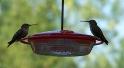 Two Humming Birds at the Feeder